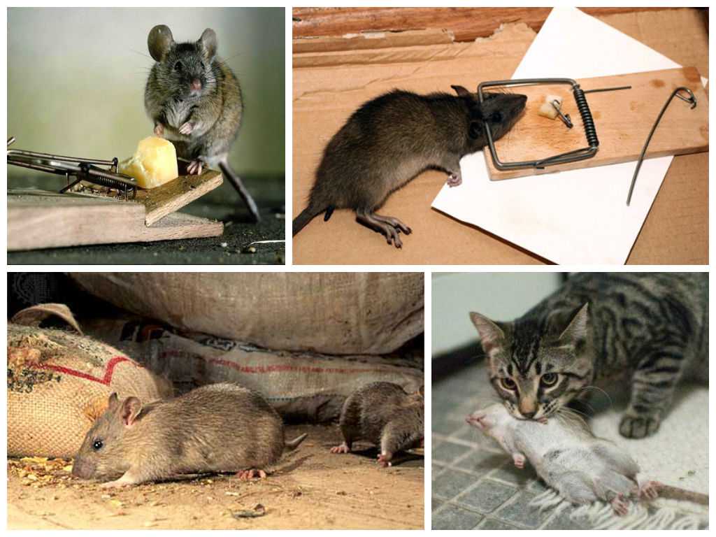 Мыши под полом: обзор способов избавления от ненавистных грызунов