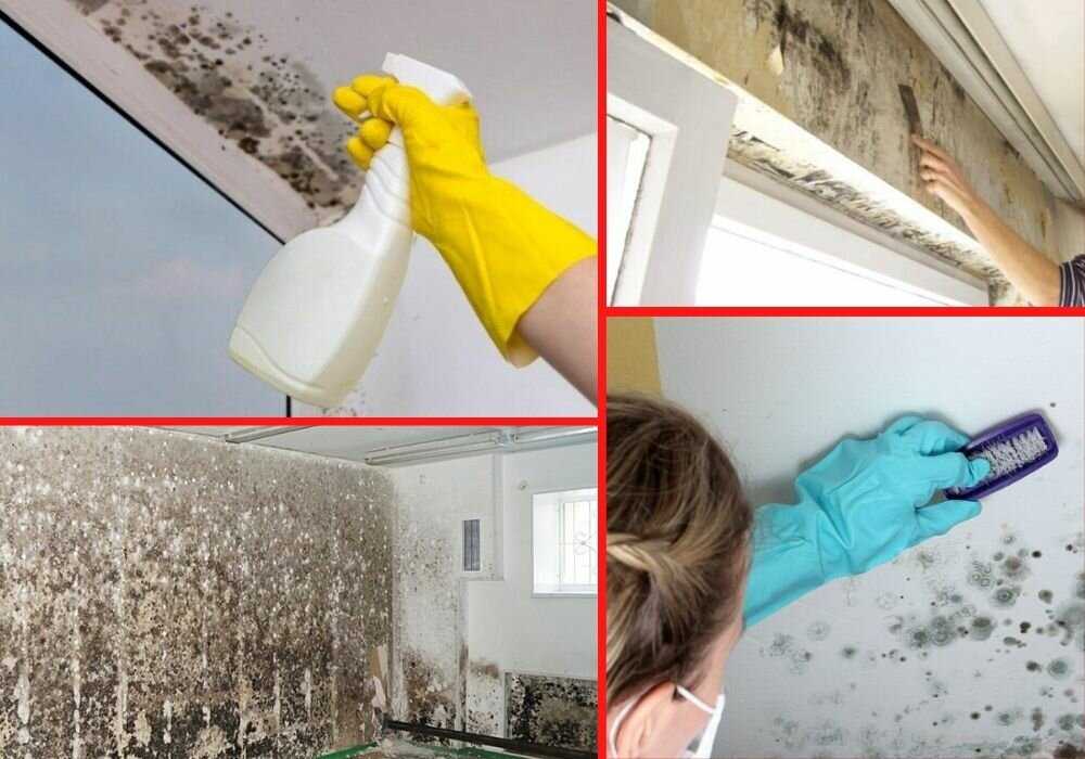 Что делать если сыреет стена в квартире  как избавиться от плесени - все про гипсокартон