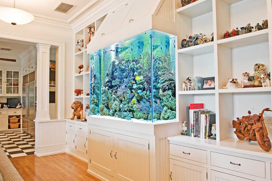Золотые рыбки в аквариуме по фен-шую — к достатку, как выбрать, где поставить на кухне, в спальне