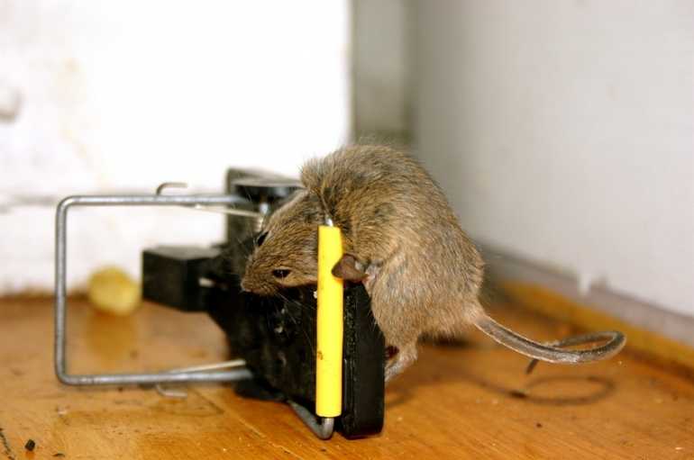 Как избавиться от мышей: советы и рекомендации по борьбе с грызунами