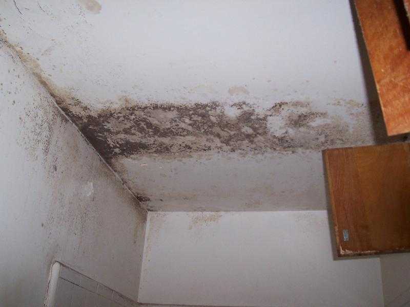 Что делать если сыреет стена в квартире  как избавиться от плесени - все про гипсокартон