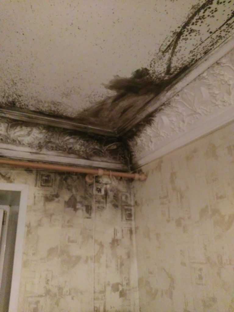 Почему в квартире на потолке возникает плесень и грибок, как с ними бороться?