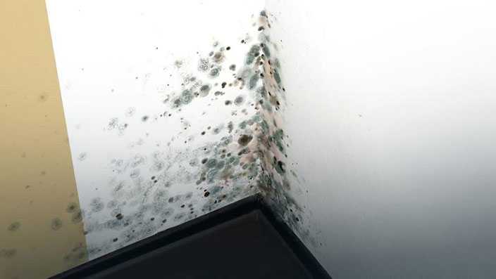 Плесень и грибок в квартире на потолке: причины, как убрать?