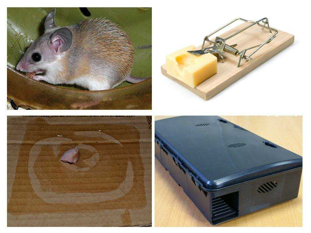 Мыши под полом обзор способов избавления от ненавистных грызунов
