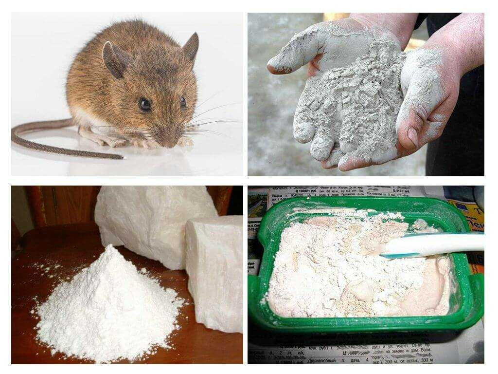 Как победить мышей в каркасном доме и не допустить их появления