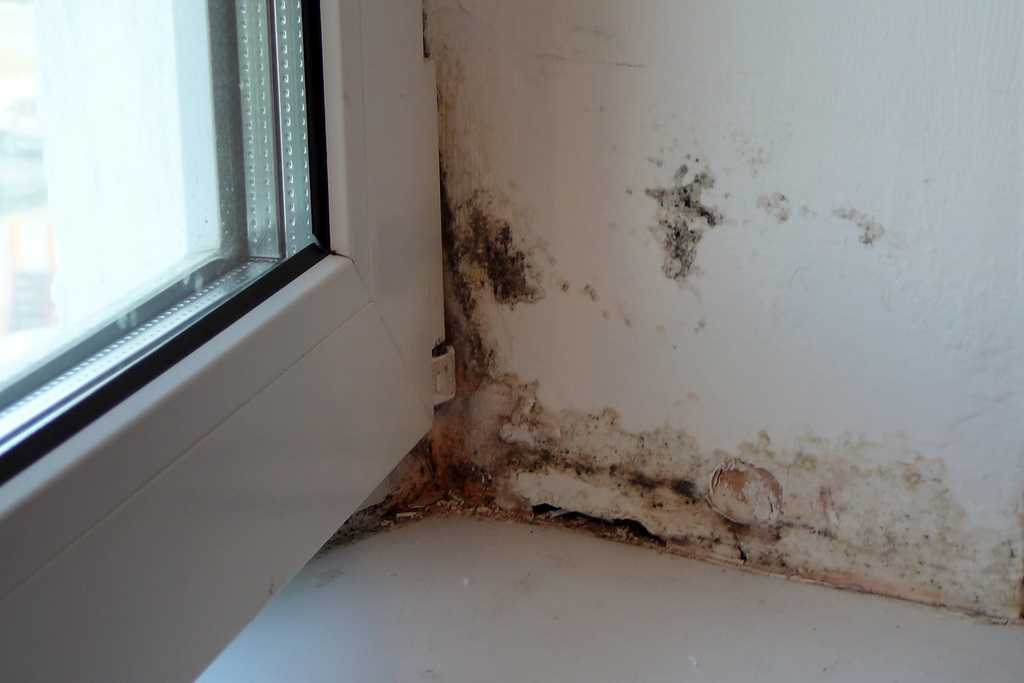 Что делать, если появилась плесень на стене в квартире?