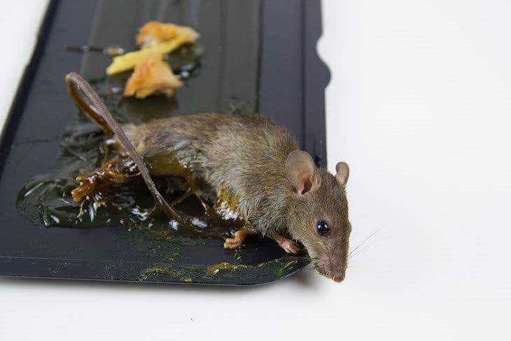 Мыши под полом: обзор способов избавления от ненавистных грызунов